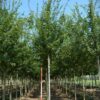 Veldesdoorn | Laanboom