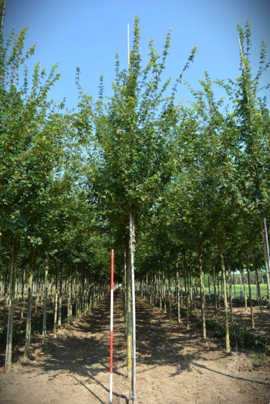 Veldesdoorn | Laanboom