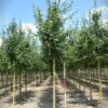 Veldesdoorn | Laanboom