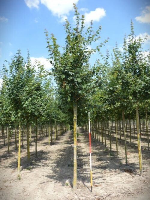 Veldesdoorn | Laanboom