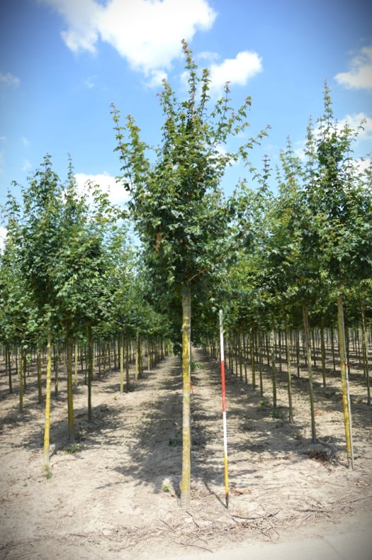 Veldesdoorn | Laanboom