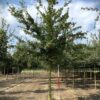 Veldesdoorn | Laanboom