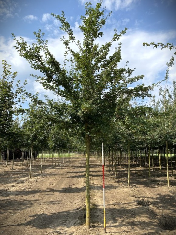 Veldesdoorn | Laanboom