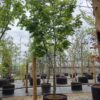 Noorse esdoorn | Halfstam Karakterboom