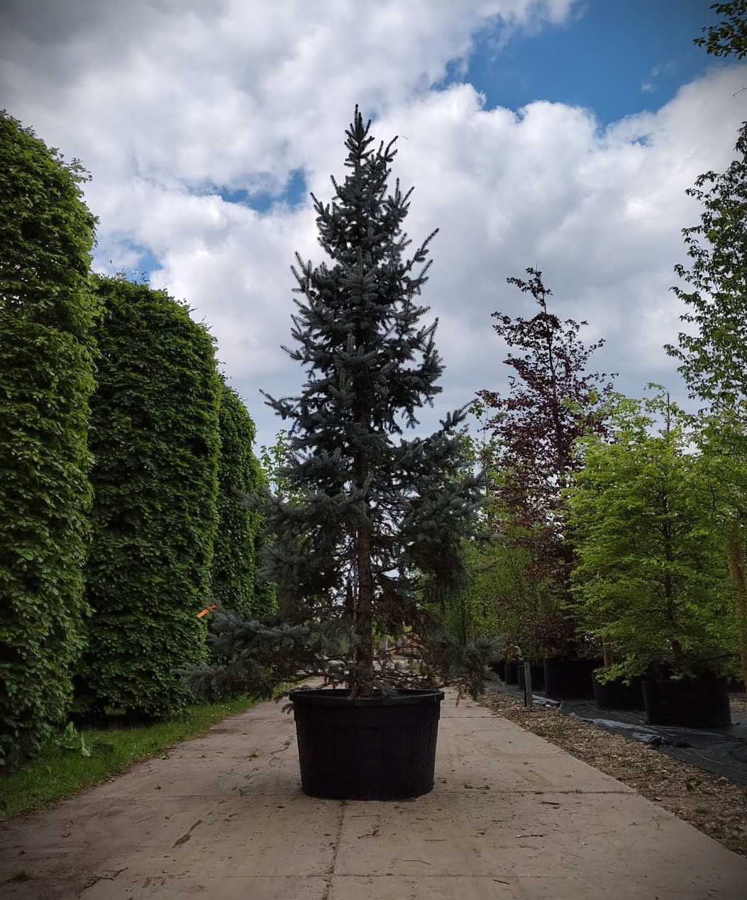 Blauwspar | Beveerd