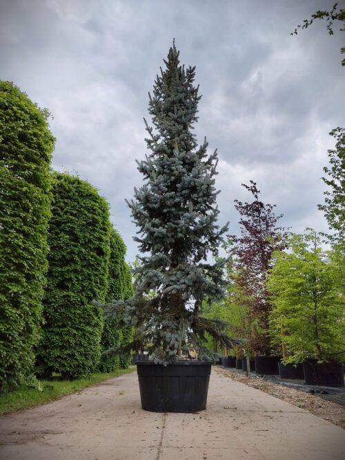 Blauwspar | Beveerd