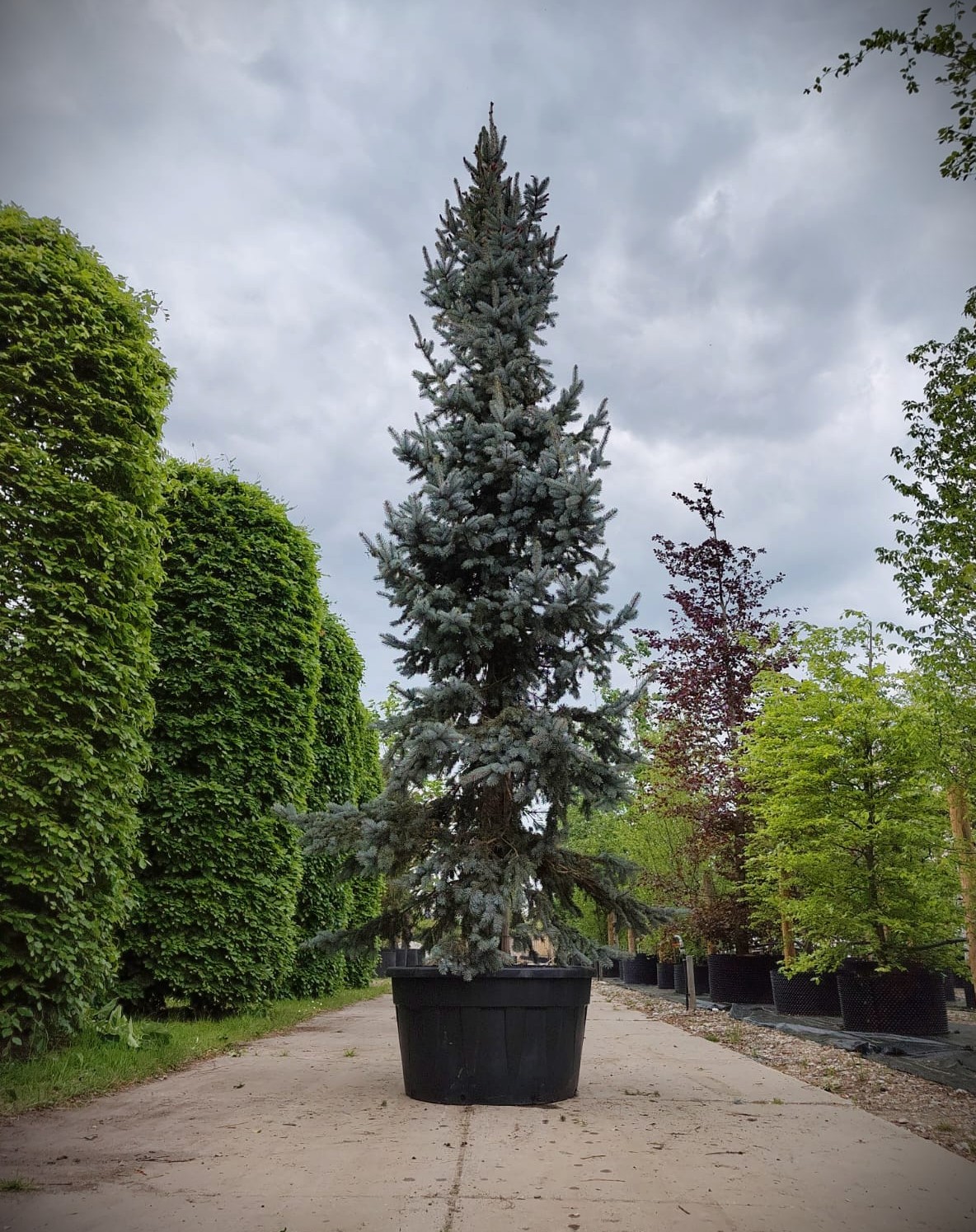 Blauwspar | Beveerd