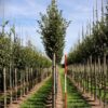 Zuilvormige Haagbeuk | Laanboom
