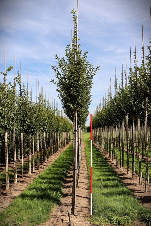 Zuilvormige Haagbeuk | Laanboom