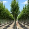 Zuilvormige Haagbeuk | Laanboom