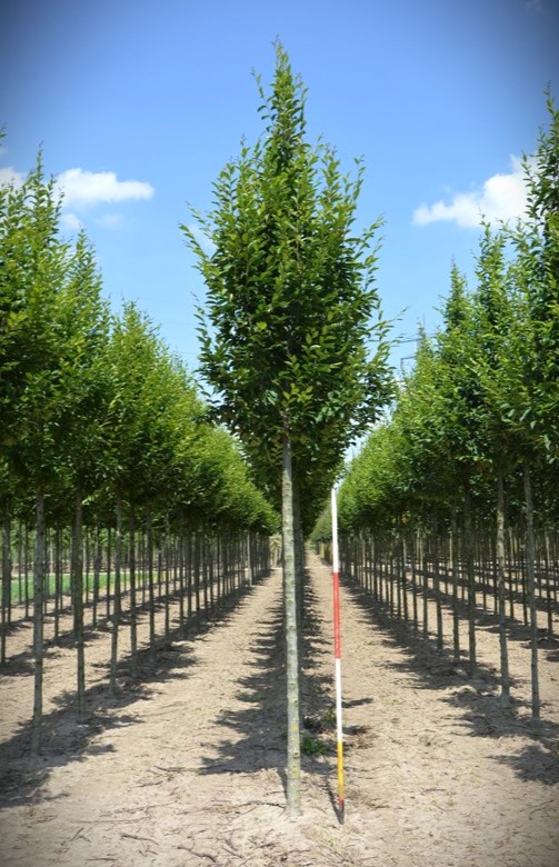 Zuilvormige Haagbeuk | Laanboom