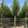 Zuilvormige Haagbeuk | Laanboom