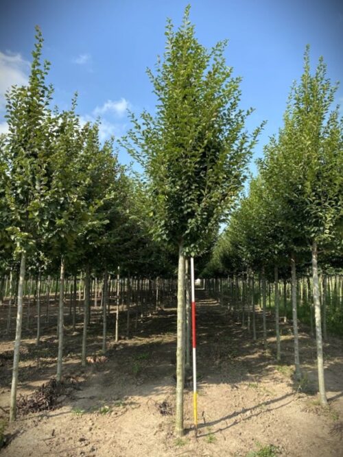 Zuilvormige Haagbeuk | Laanboom