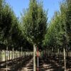 Zuilvormige Haagbeuk | Laanboom