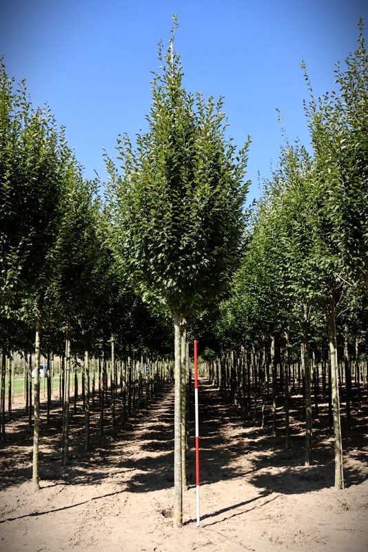 Zuilvormige Haagbeuk | Laanboom