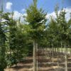 Groene beuk | Laanboom