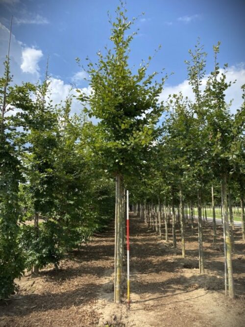 Groene beuk | Laanboom