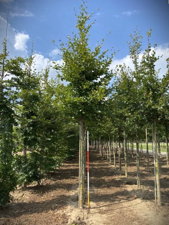 Groene beuk | Laanboom
