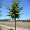 Groene beuk | Laanboom