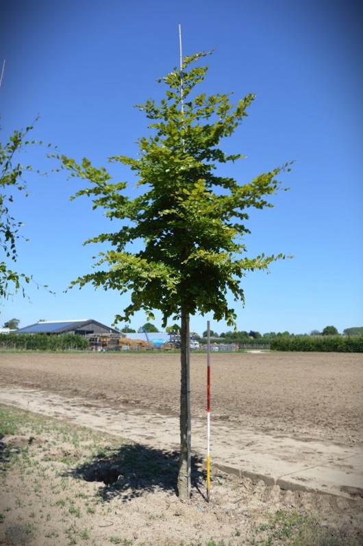 Groene beuk | Laanboom