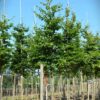 Groene beuk | Laanboom