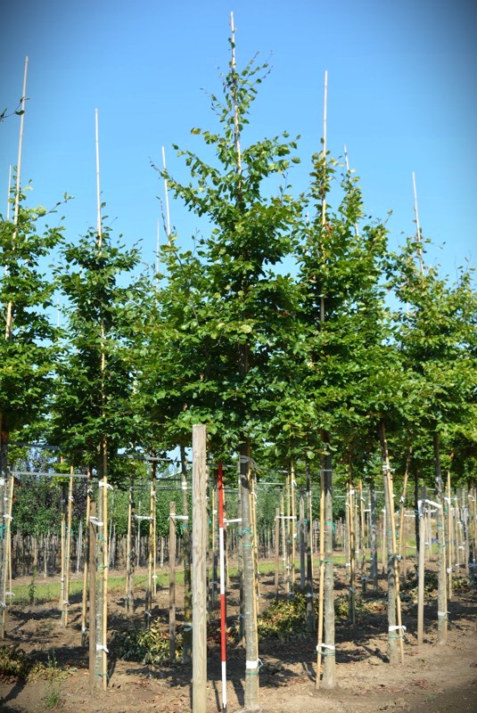 Groene beuk | Laanboom