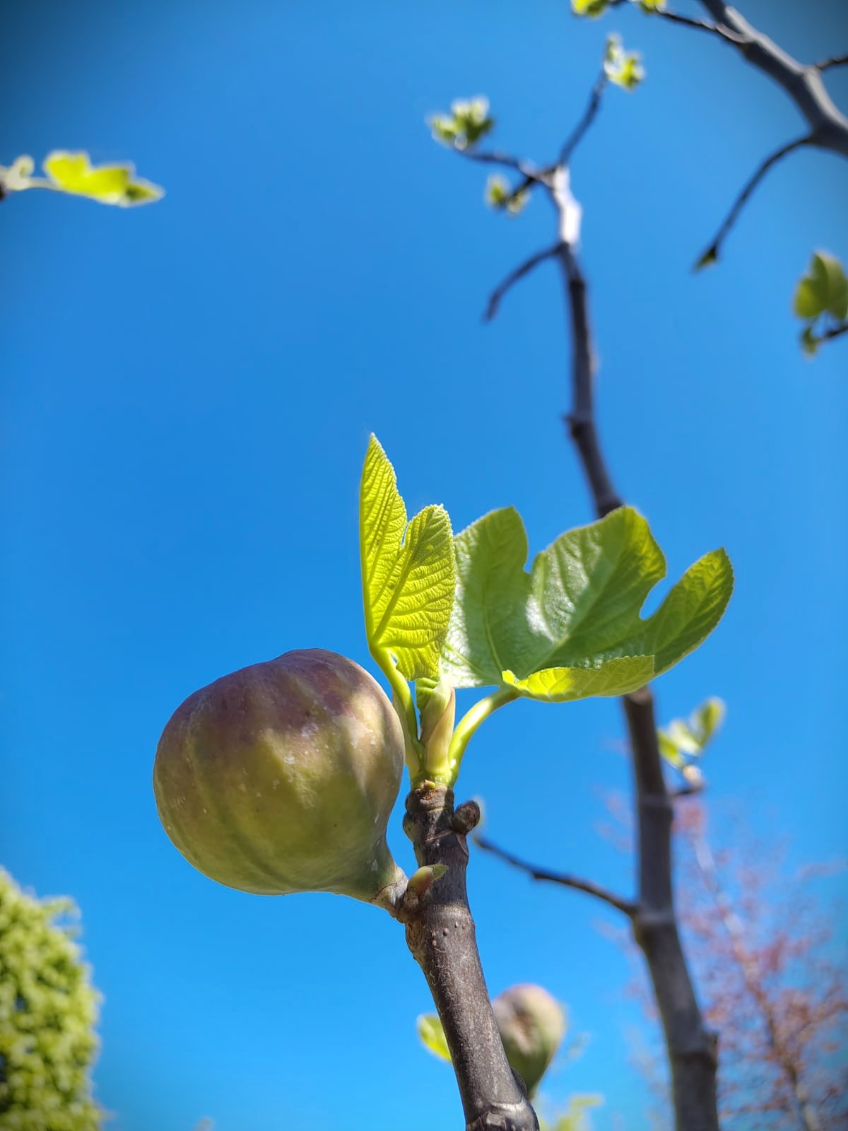 Vijgenboom | Meerstammig