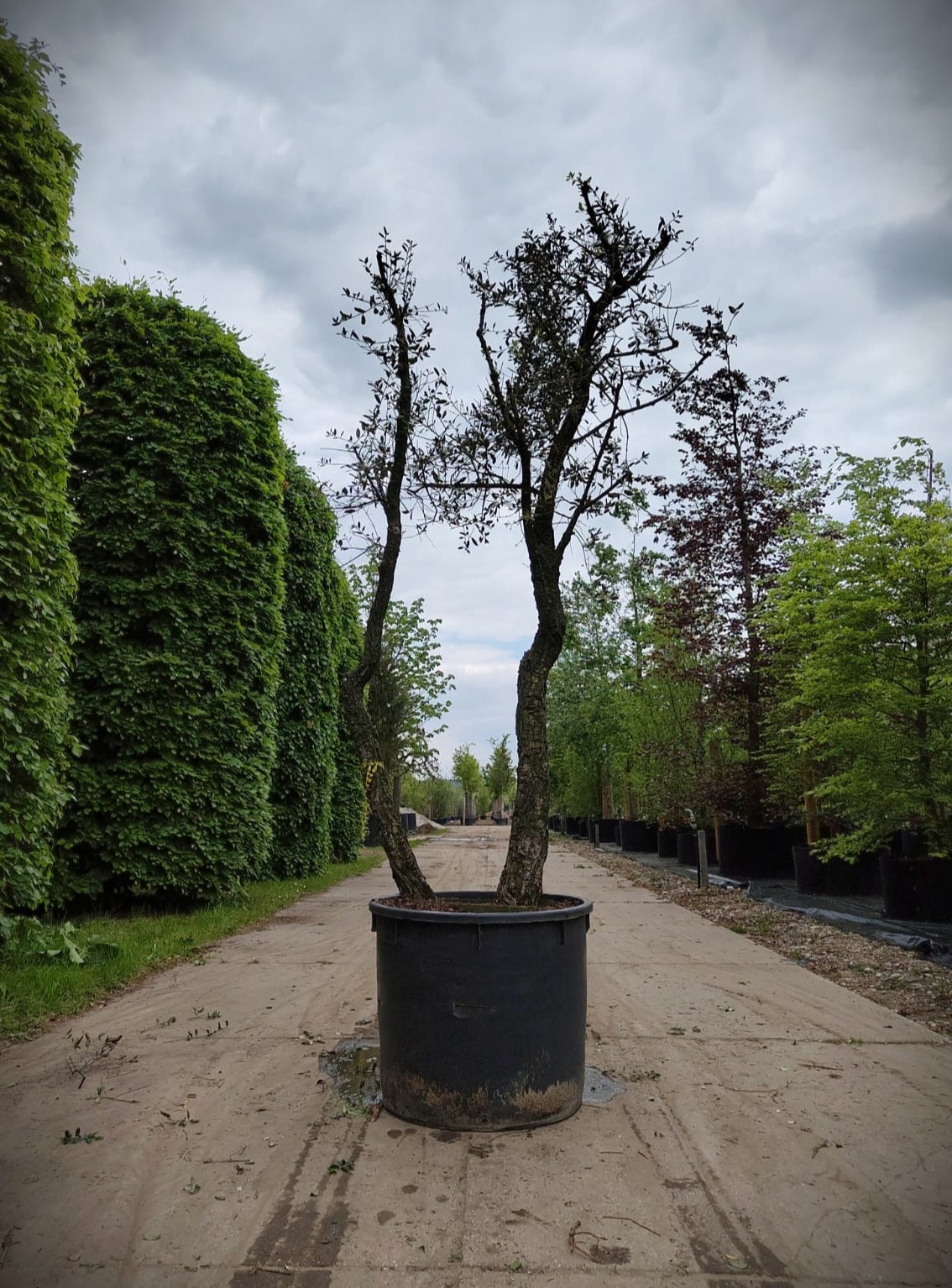Kurkeik | Dubbelstam