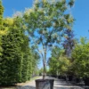 Lampionboom | Halfstam