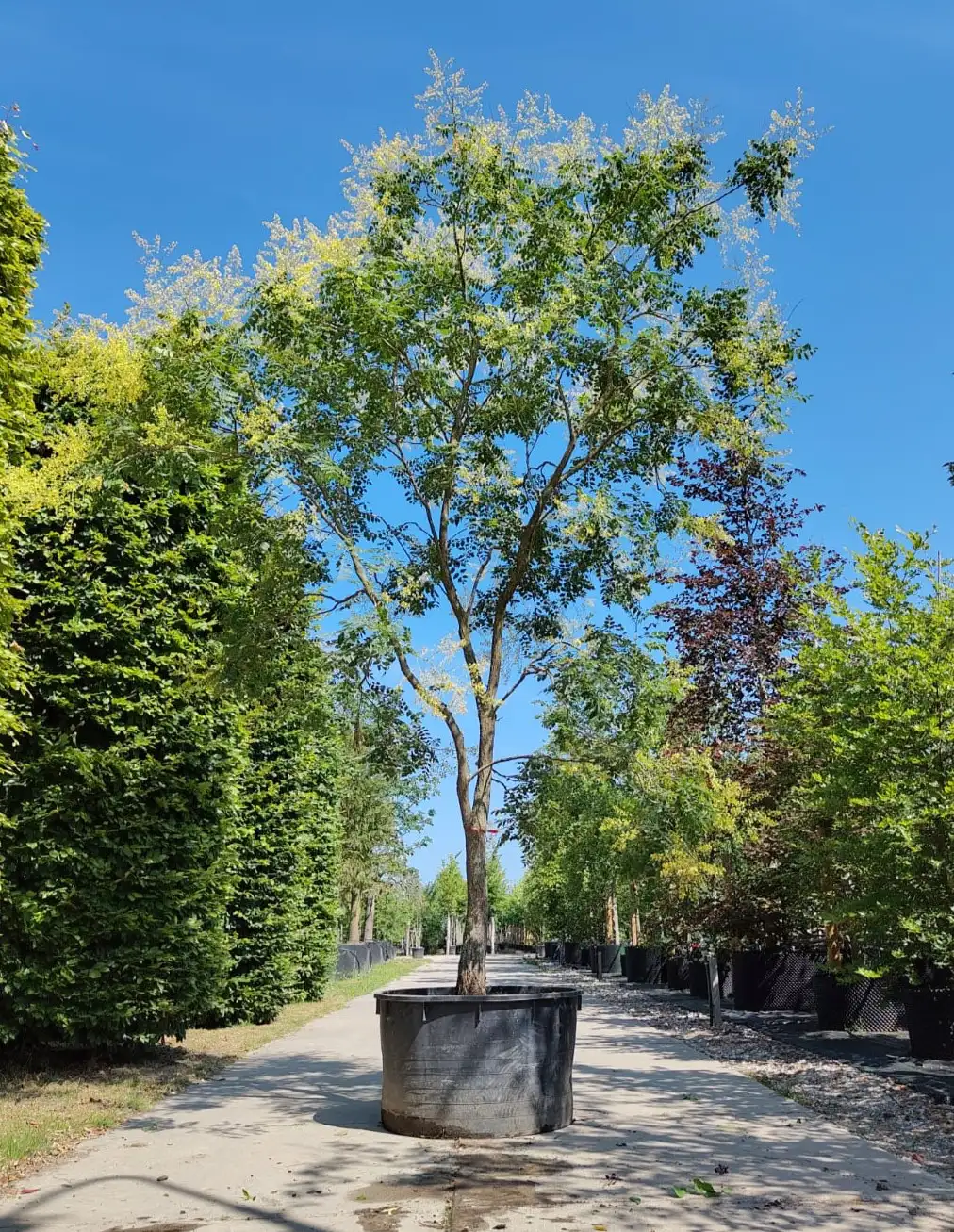 Lampionboom | Halfstam