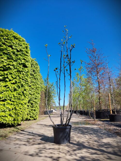 Vijgenboom | Meerstammig