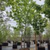 Noorse esdoorn | Halfstam Karakterboom