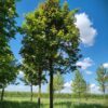 Noorse esdoorn | Hoogstam