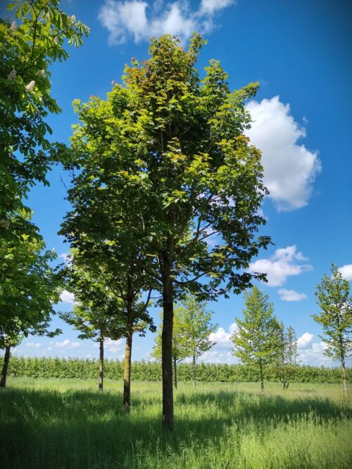 Noorse esdoorn | Hoogstam