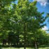 Noorse esdoorn | Hoogstam