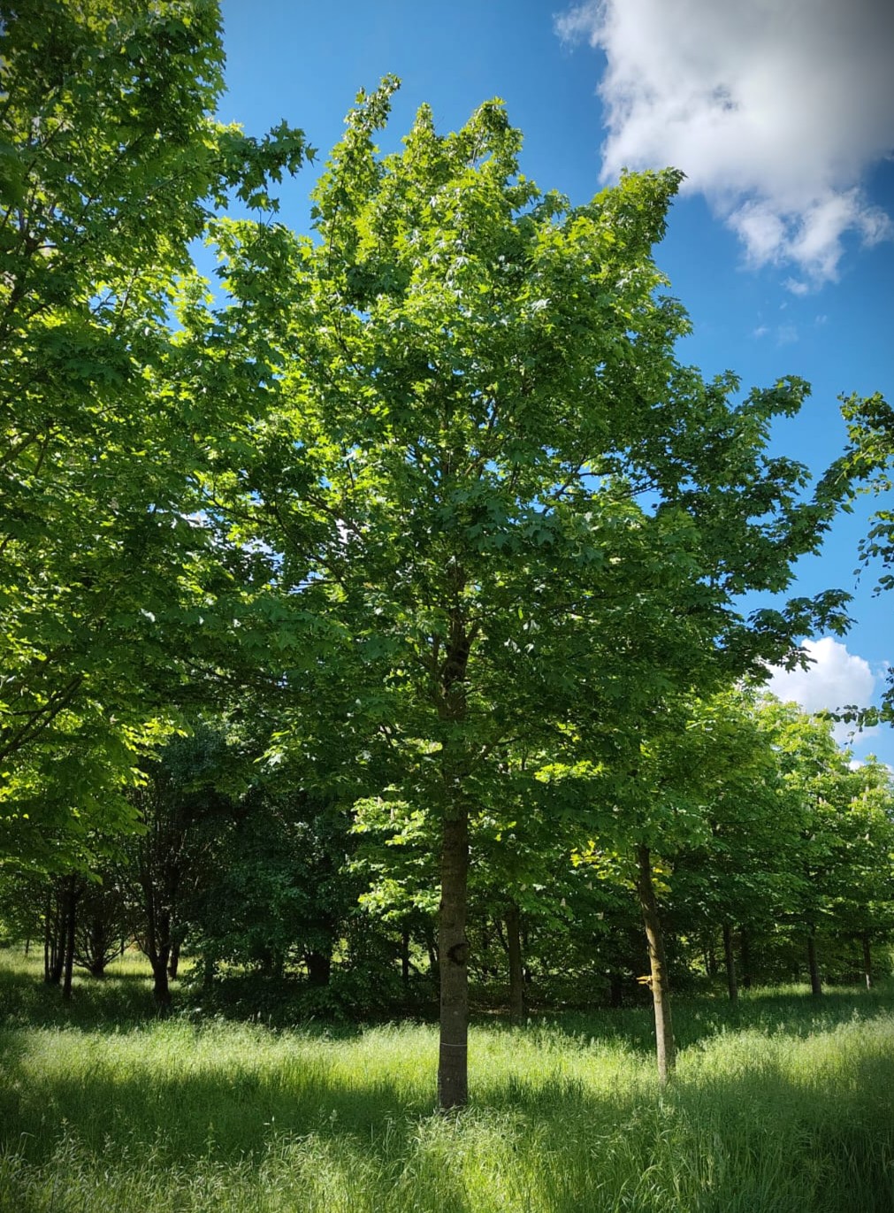 Noorse esdoorn | Hoogstam