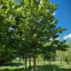 Noorse esdoorn | Hoogstam