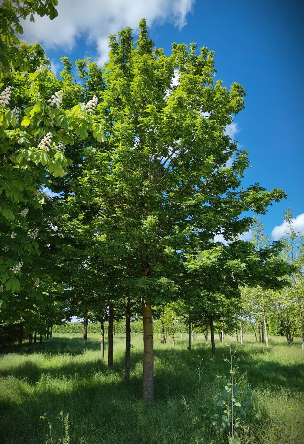 Noorse esdoorn | Hoogstam