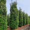Laurierkers 'Caucasica' | Struikvorm