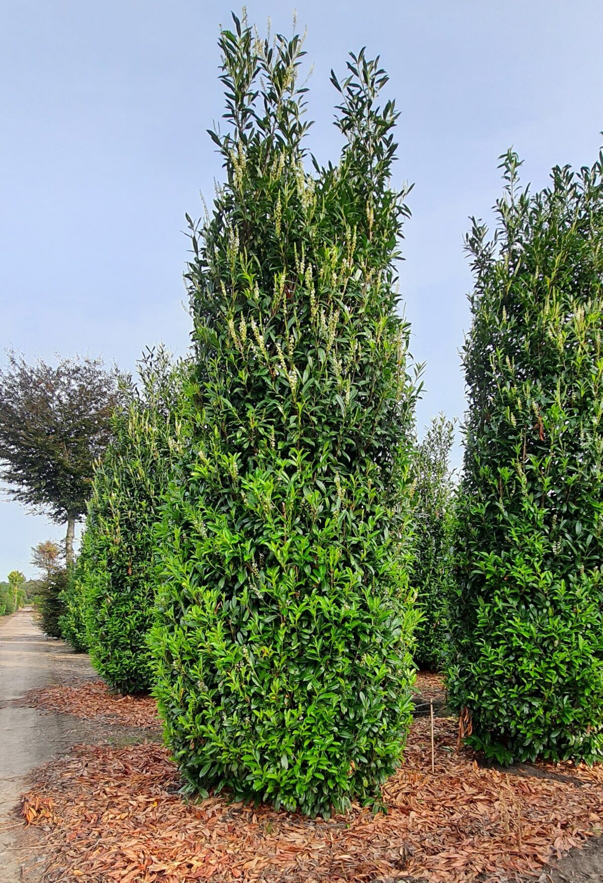 Laurierkers 'Caucasica' | Struikvorm