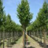 Sierpeer 'Chanticleer' | Laanboom