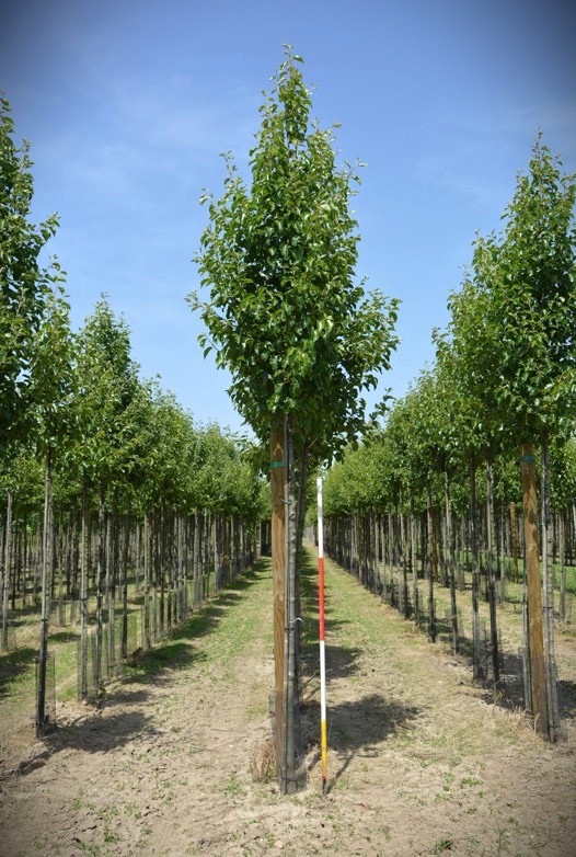 Sierpeer 'Chanticleer' | Laanboom