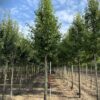 Sierpeer 'Chanticleer' | Laanboom