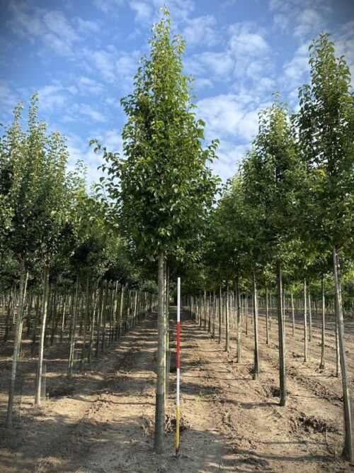 Sierpeer 'Chanticleer' | Laanboom