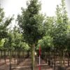 Sierpeer 'Chanticleer' | Laanboom