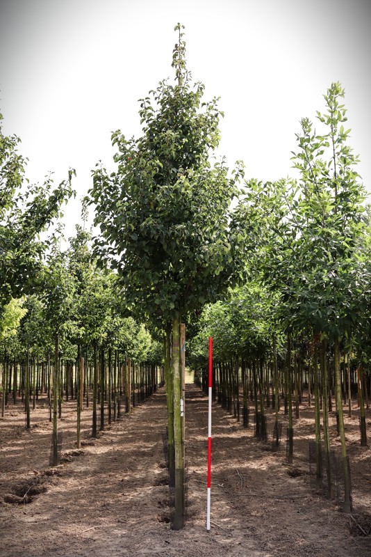Sierpeer 'Chanticleer' | Laanboom