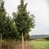 Sierpeer 'Chanticleer' | Laanboom