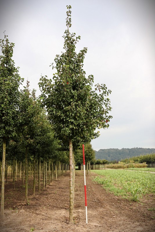 Sierpeer 'Chanticleer' | Laanboom