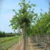 Zomereik | Laanboom