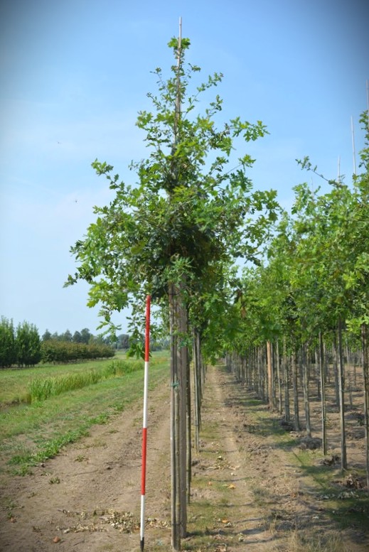 Zomereik | Laanboom